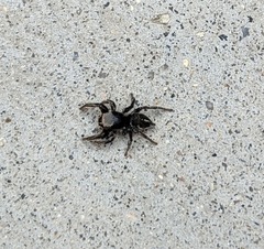 Habronattus schlingeri