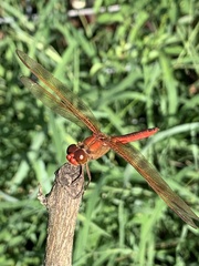 Libellula needhami