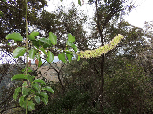 African Soapberry
