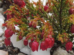 Erica cabernetea