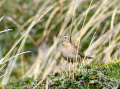 Anthus bogotensis