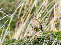 Anthus bogotensis