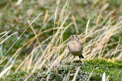 Anthus bogotensis