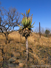 Aloe marlothii marlothii