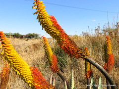 Aloe marlothii marlothii