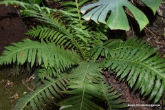 Blechnum brasiliense