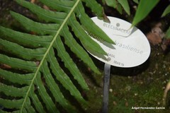 Blechnum brasiliense