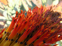Aloe marlothii marlothii