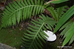 Blechnum brasiliense