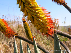 Aloe marlothii marlothii
