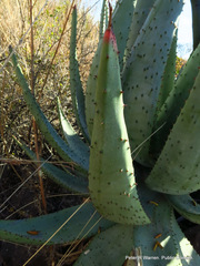 Aloe marlothii marlothii
