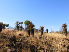 Aloe marlothii marlothii