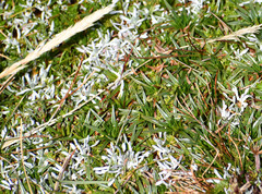 Lucilia kunthiana