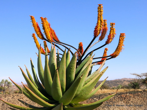 Pachidendron marlothii (= Aloe marlothii) 2