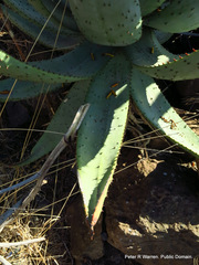 Aloe marlothii marlothii