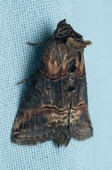 Abrostola tripartita