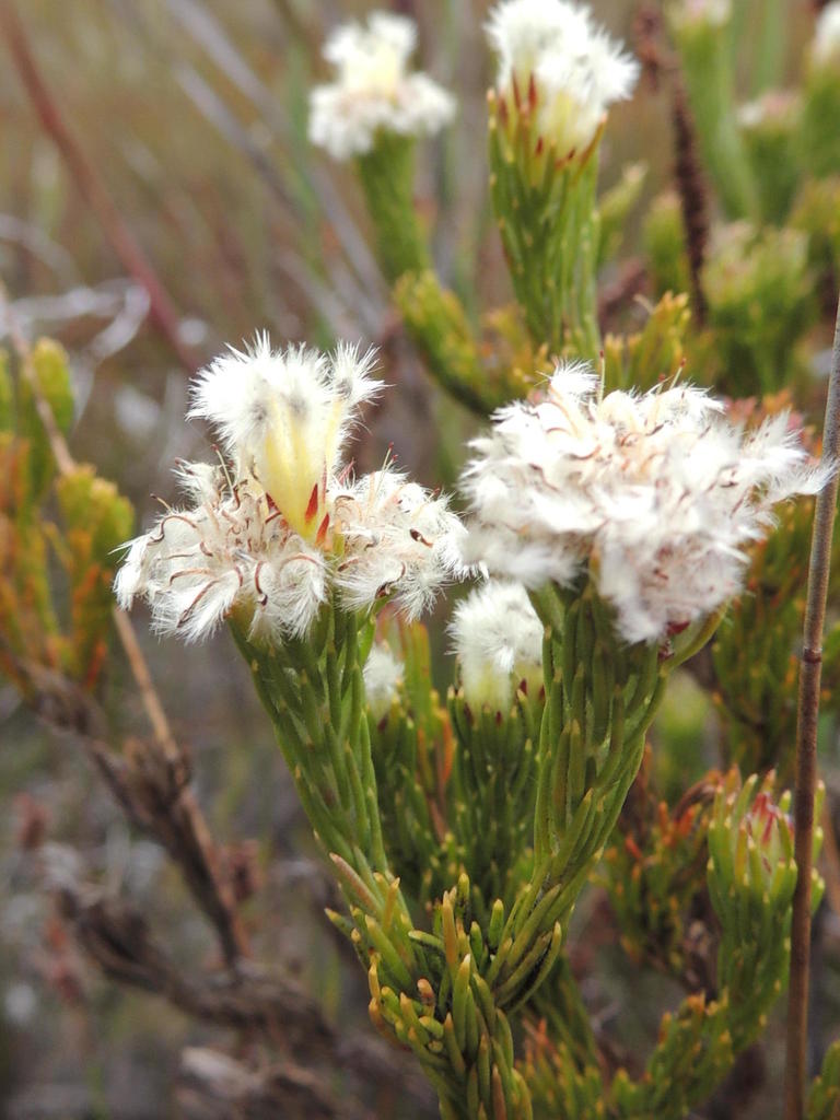 Diminutive Powderpuff