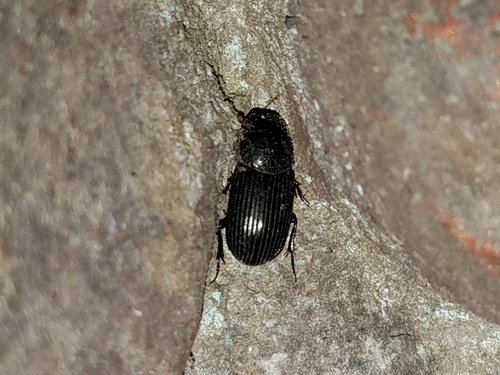 Martineziana dutertrei photo 5