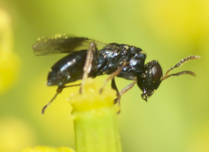 Homoporus