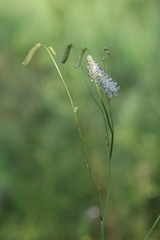 Sanguisorba parviflora