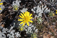 Berkheya cuneata