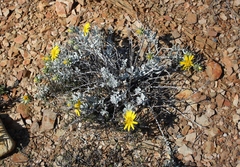Berkheya cuneata