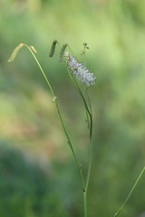 Sanguisorba parviflora