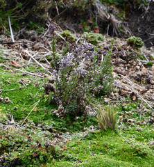 Valeriana microphylla