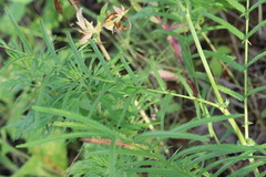 Sanguisorba parviflora