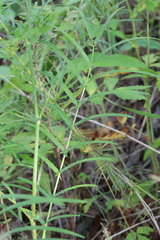 Sanguisorba parviflora