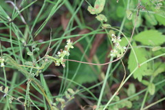 Cuscuta japonica