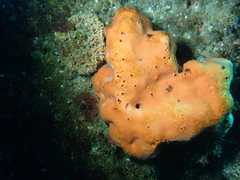 Dragmacidon mexicanum