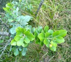 Searsia lucida lucida