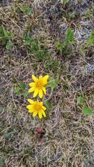 Arnica angustifolia