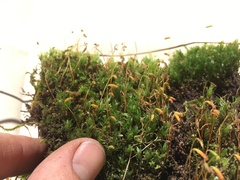 Plagiomnium ellipticum