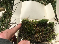 Plagiomnium ellipticum