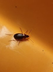 Calathus melanocephalus