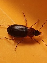 Calathus melanocephalus