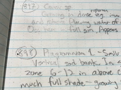 Plagiomnium ellipticum