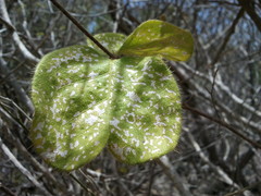 Malpighia woodburyana