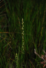 Triglochin palustris