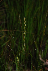Triglochin palustris