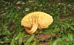 Gymnopilus eucalyptorum