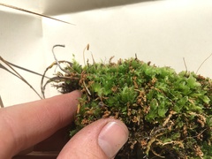 Plagiomnium ellipticum