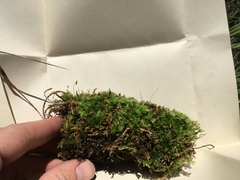 Plagiomnium ellipticum