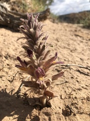 Aphyllon multiflorum