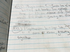 Plagiomnium ellipticum