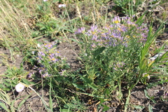 Galatella sedifolia