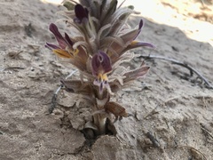 Aphyllon multiflorum