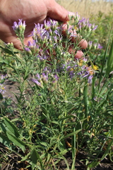 Galatella sedifolia